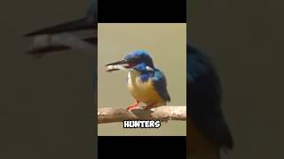 An EXCELLENT HUNTER  Kingfisher 🤓 [upl. by Ahsian]