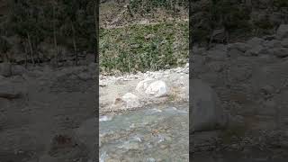 Beautiful water flow in kumrat valley nature beauty in Pakistan [upl. by Lavona292]