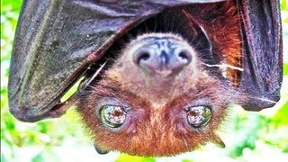 FRUIT BAT UP CLOSE [upl. by Cassandre]