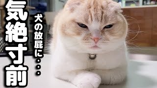 犬の強烈な放屁に猫が気絶する瞬間がこちら [upl. by Aneekan]