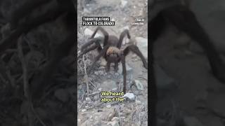 Tarantula fans flock to Colorado [upl. by Edyaw89]