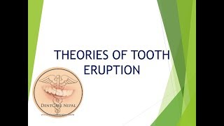 Theories of Tooth Eruption  Oral Anatomy and Histology  Orthodontics [upl. by Asatan345]