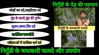 निर्गुंडी के फायदे ।।ayurvedic use of nirgundi plant।। निर्गुंडी के औषधीय गुण।। [upl. by Buonomo845]