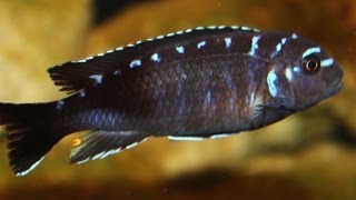 African Cichlid Species  Pseudotropheus sp quotElongatus Jewel Spotquot [upl. by Ramyar400]