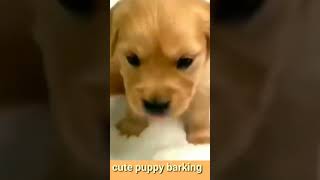 Angry 🐕 puppy barkingdog४४kviralshorts [upl. by Dardani]