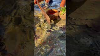 wow Oyster So Fresh And Look Delicious oyster fresh good 100kviews amazing seafood usa [upl. by Nirik]