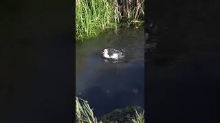 Llevando los patos al río Birdrature [upl. by Roslyn]