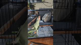 my cute baby honey opened his Cage door to come out❤️🦜❤️ytshortsindiaviralparrotytviralvideoshorts [upl. by Yrro]