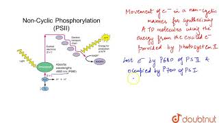 NON CYCLIC PHOTOPHOSPHORYLATION [upl. by Cirred476]