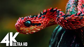 🔴 Wildlife 4K UHD 247  Relaxing Music With Beautiful Nature amp Animals Videos4K Video Ultra HD [upl. by Airtemed]