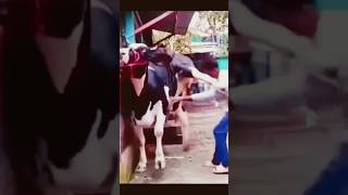 Cow 🐄 comedy reels 😂😂 funny funnyshorts funnyvideos [upl. by Ayote125]