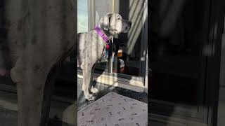 Birdie’s progress lately greatdane rescuepup rescuedog dogtraining bestfriend [upl. by Attenauq]