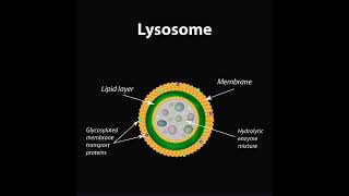 structurefunctions oflysosomes biology priyamam shorts 😊 [upl. by Murtagh103]