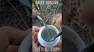 Talee di Olivo tutti i passaggi per realizzarle short [upl. by Isewk134]