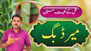 How to control mirid bug pest in sesame field  Abid Ali Agrarian [upl. by Dinnage]