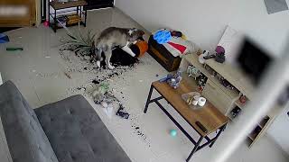 5MonthOld Siberian Husky Destroys Planter as He is Left Home Alone  1505923 [upl. by Farmer]