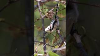 Longtailed tit eating tree buds [upl. by Isborne]