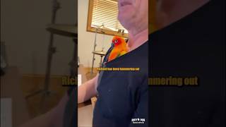 ⌨️🦜 Parrot Coworker 🎥 plutobirdie IG shorts [upl. by Yrod488]