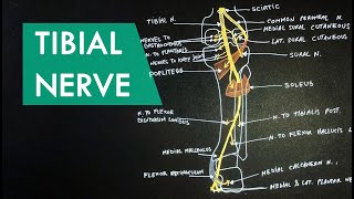 Tibial Nerve  Anatomy Tutorial [upl. by Mccallion]