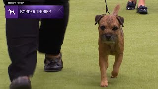 Border Terriers  Breed Judging 2024 [upl. by Rennane147]