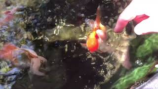 Cách Nuôi Cá Vàng 3 đuôi Hồ Cá Vàng 3 Đuôi Siêu Đẹp Oranda Goldfish Blackmoor Goldfish [upl. by Talley689]