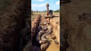 Excavator Uncovers Massive Snakes in the Ground 🐍🚧 WildFind [upl. by Enitsirt]