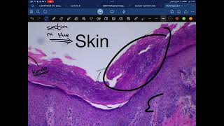 Practical Histology second year lab 1epithelial tissue [upl. by Itch]