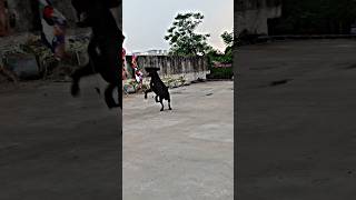 POINTER DOG EDITZ 🐶🐕 dog doglovers funny trendingshorts [upl. by Cappella506]