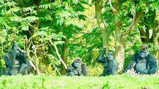 Gorillas Seem Truly Lost After Tamidol’s Passing [upl. by Justina]