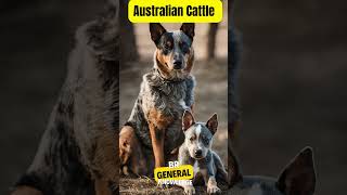 Australian Cattle Dog breed dogsbreed doginfo generalknowledge [upl. by Ellevart]