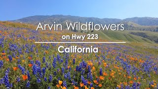 Arvin Wildflowers 2022 [upl. by Sulienroc503]