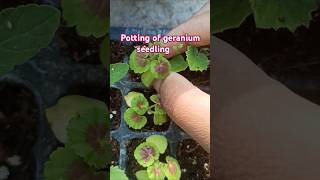 Potting of geranium seedling🌱 potting gardening [upl. by Ffej]