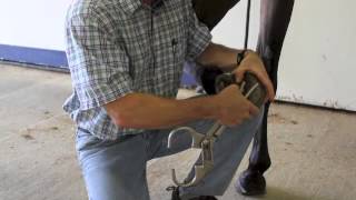 Basic Lameness Evaluation of the Horse [upl. by Ayhtnic]