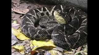 Bothrops asper  terciopelo o barba amarilla [upl. by Annotahs]