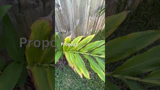 How To Grow Butterfly Ginger In Your Garden [upl. by Nnylcaj]