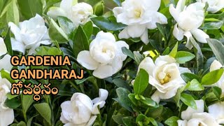 GardeniaGandharajGovardhanam care amp propagation  English Subtitles  Premas Garden [upl. by Halilahk]