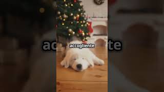 Come Proteggere il Tuo Cane dai Botti di Natale Trucchi che Funzionano natale cani cane [upl. by Hajan]