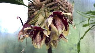 Stanhopea tigrina ‘The Predator’ FCCAOS [upl. by Eenafit]