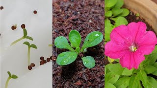 Petunia flower  How to grow petunias from seeds [upl. by Ahsat]