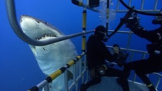 Great White sharks Underwater video stock footage [upl. by Yztim]