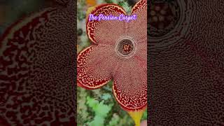 Edithcolea grandis monotypicgenus succulents [upl. by Auburta]