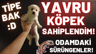 YAVRU KÖPEK SAHİPLENDİM BESLEDİĞİM TÜM CANLILAR BU VİDEODA [upl. by Hanfurd]