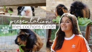 Présentation de mes cochons dinde 2 [upl. by Halet997]