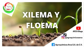 HABLEMOS DE XILEMA Y FLOEMA [upl. by Etyak]