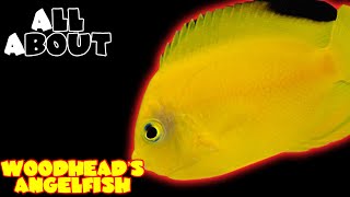 All About The Woodheads Angelfish or Yellow And Black Heraldi Pygmy Angelfish [upl. by Llehsal]