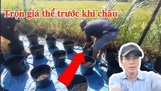 cách trộn giá từ trồng hoa tết hạn chế lỡ cổ rễ  khám phá nông thôn 63 [upl. by Yborian]