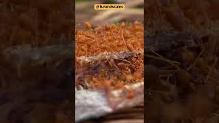 Formication The Bizarre Sensation of Insects Crawling on Skin Explained shortsvideo wildlife [upl. by Anrapa]