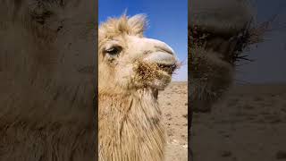 The Incredible Adaptation of Camels animals camel desertanimal ytshorts Wildlife [upl. by Leerzej]