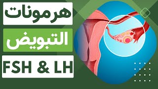 8دورة الطمث وعلاقتها بتغير نسب هرمونات التبويض وشرح مراحل التبويض بشكل مبسط  Menstruation cycle [upl. by Yrellav]