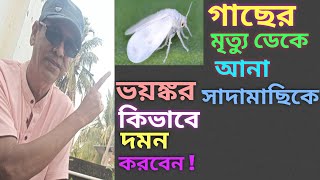 জৈব ও রাসায়নিক পদ্ধতিতে ঘাতক সাদামাছি দমন করতে দেখুন এই ভিডিও।control the killer whitefly Two ways [upl. by Laikeze]